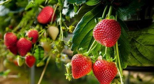 微笑爆料草莓视频下载,下载攻略大公开 第1张 微笑爆料草莓视频下载,下载攻略大公开 第1张